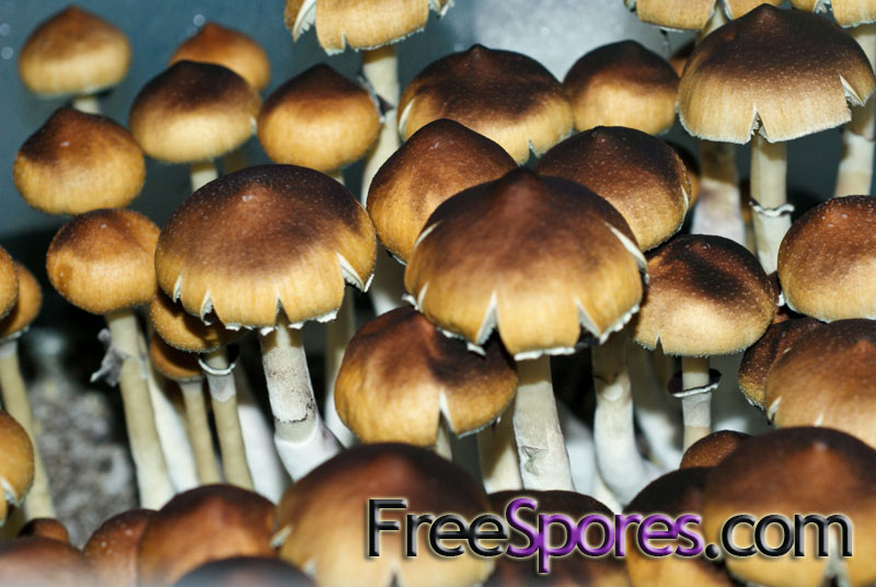 Psilocybe cubensis : Menace Spore Syringe