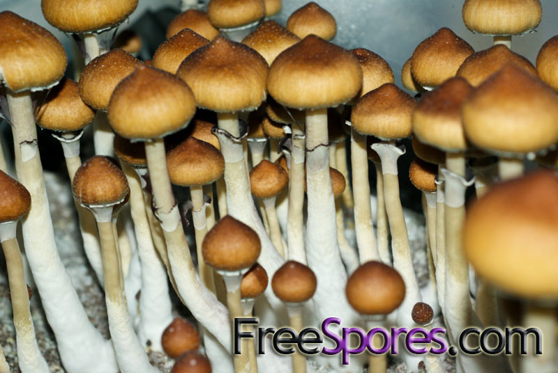 Psilocybe cubensis : Menace Spore Syringe