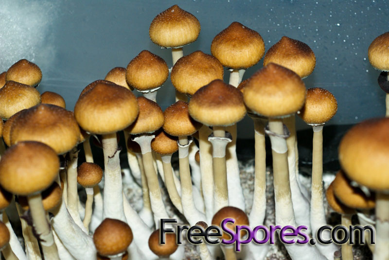 Psilocybe cubensis : Menace Spore Syringe