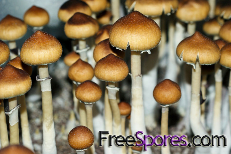 Psilocybe cubensis : Menace Spore Syringe - Click Image to Close