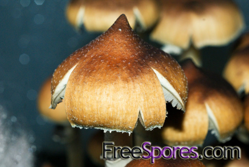 Psilocybe cubensis : Menace Spore Syringe - Click Image to Close