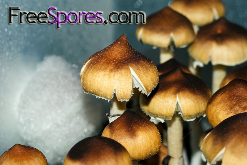 Psilocybe cubensis : Menace Spore Syringe - Click Image to Close