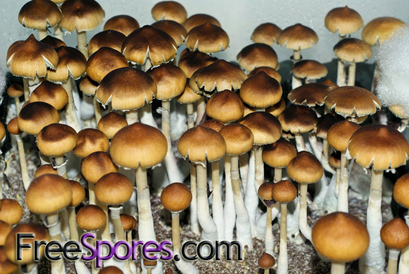 Psilocybe cubensis : Menace Spore Syringe