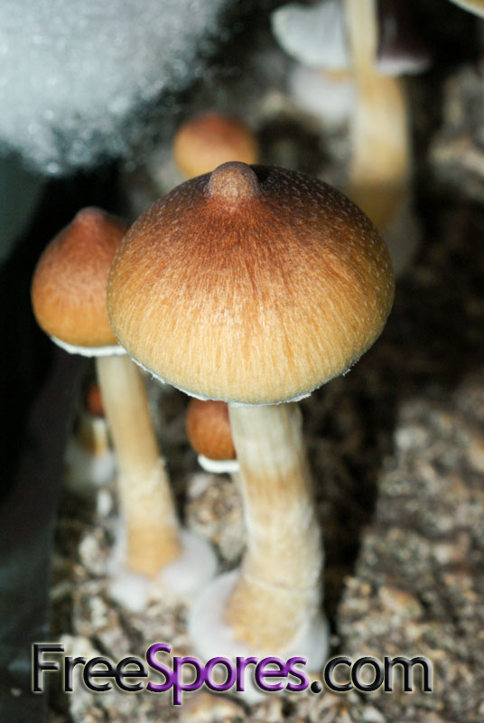 Psilocybe cubensis : Mexican - Mexicube Spore Syringe - Click Image to Close