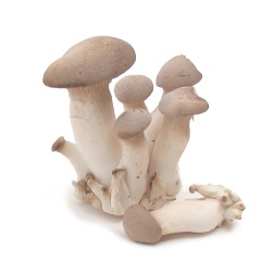 Pleurotus eryngii - King Oyster Mushroom