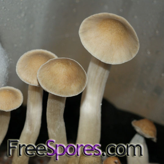 Psilocybe cubensis : Nepal, Chitwan Spore Syringe