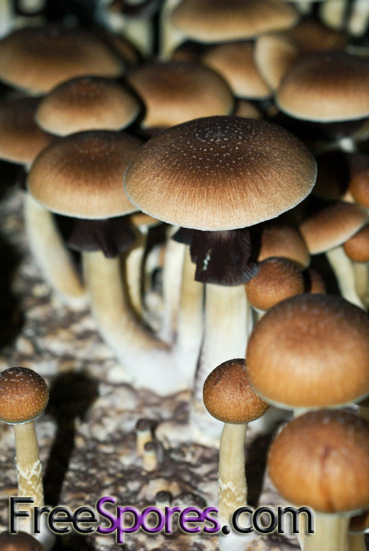 Psilocybe cubensis : Orissa India Spore Syringe