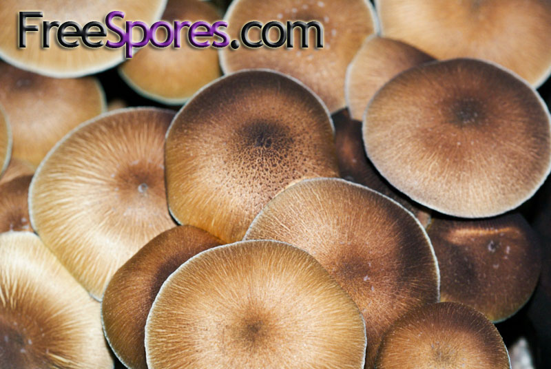 Psilocybe cubensis : Orissa India Spore Syringe