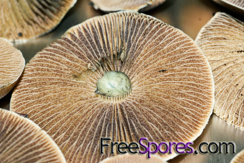 Psilocybe cubensis : Orissa India Spore Syringe - Click Image to Close