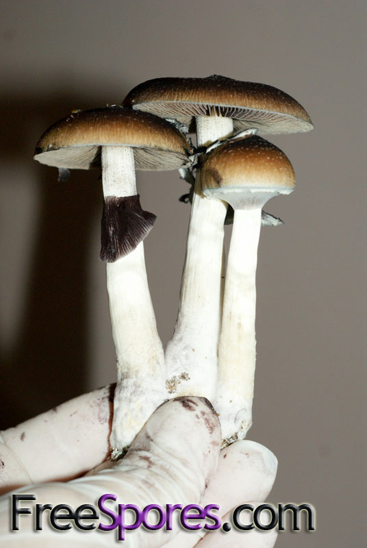 Psilocybe cubensis : Orissa India Spore Syringe