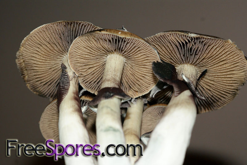 Psilocybe cubensis : Orissa India Spore Syringe