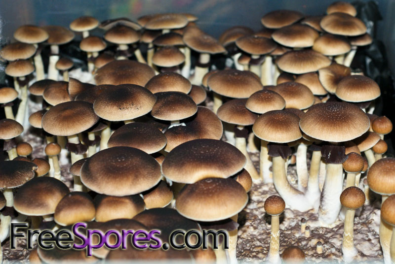 Psilocybe cubensis : Orissa India Spore Syringe - Click Image to Close