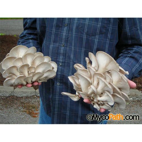 Pleurotus ostreatus - Oyster Mushroom