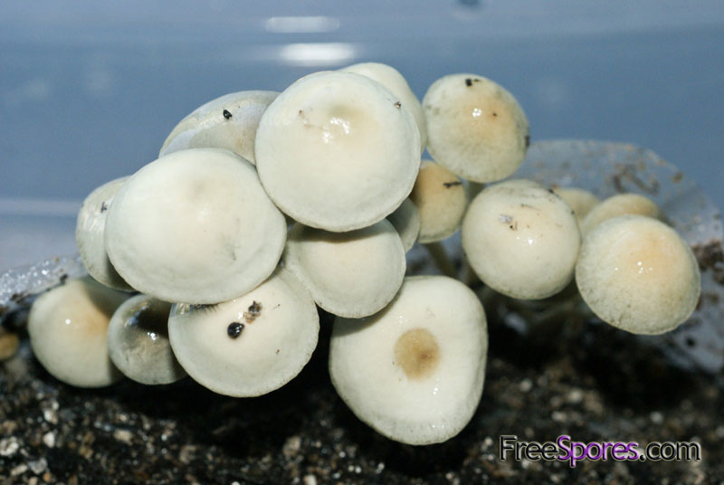 Panaeolus cambodginiensis : Thailand, Suphanburi Behemoth(TM)