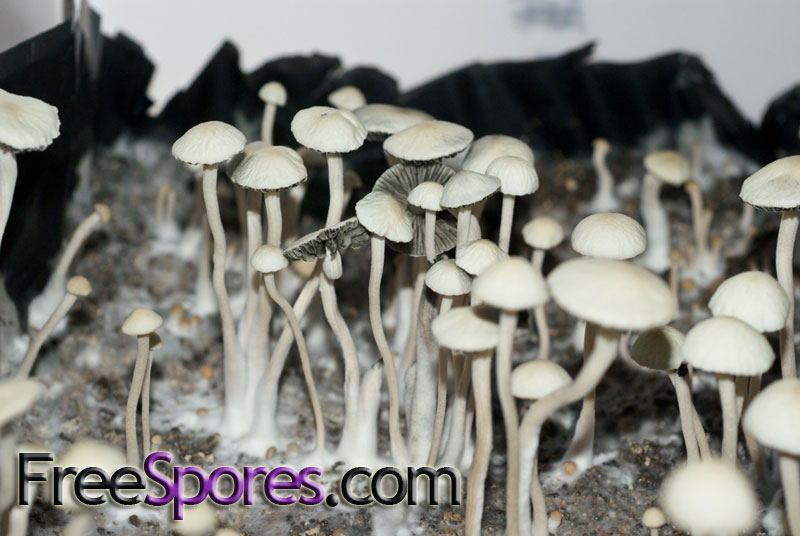 Panaeolus (Copelandia) cyanescens : Hawaiian - Click Image to Close