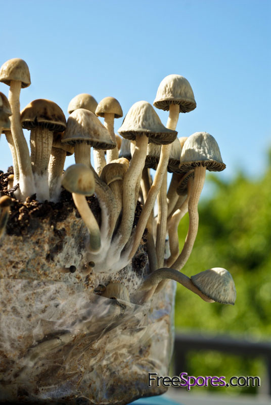 Panaeolus (Copelandia) cyanescens : Jamaican - PRINT