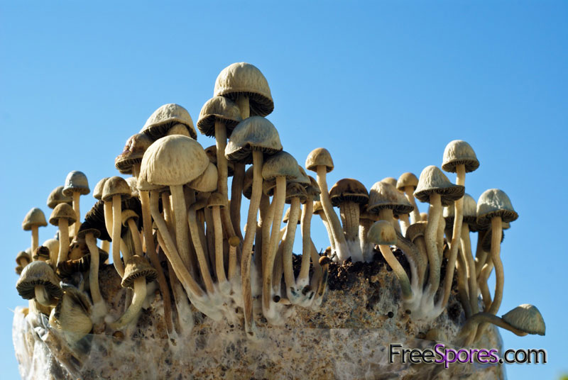 Panaeolus (Copelandia) cyanescens : Jamaican - PRINT