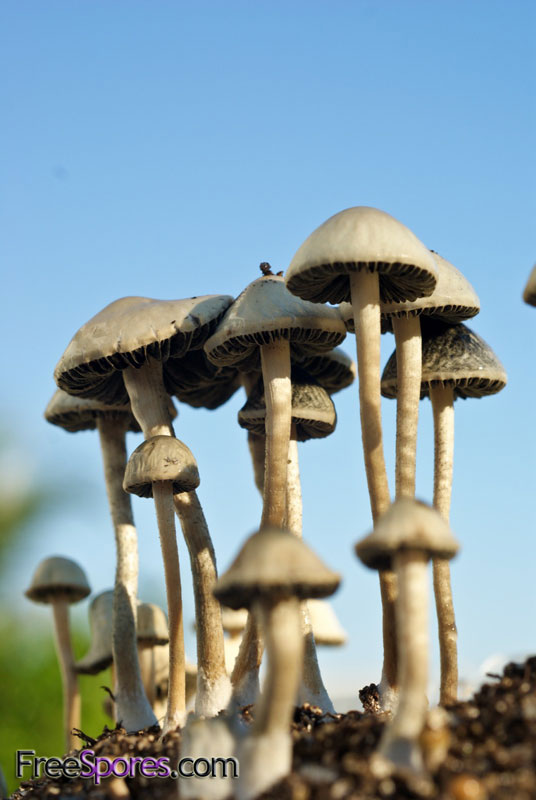 Panaeolus (Copelandia) cyanescens : Jamaican - PRINT