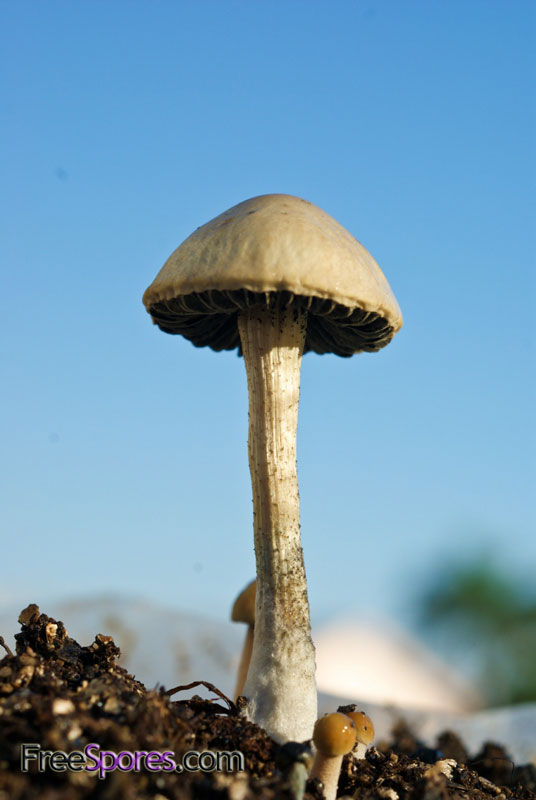 Panaeolus (Copelandia) cyanescens : Jamaican - PRINT