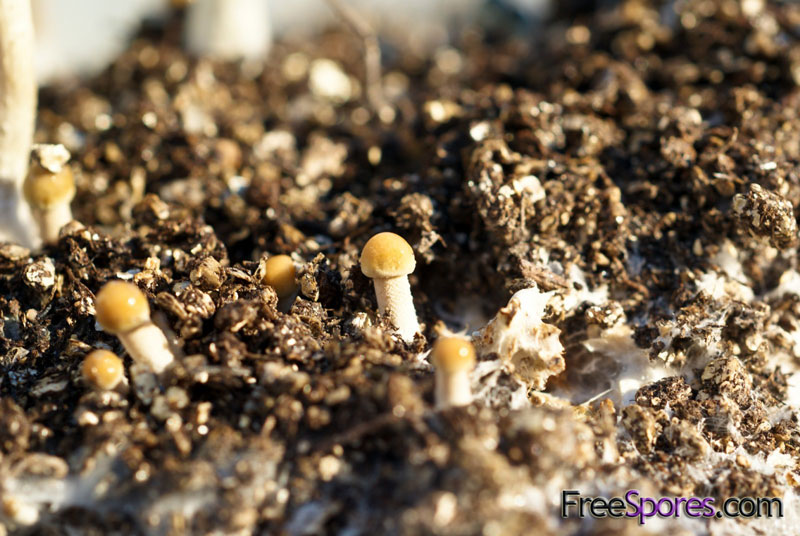 Panaeolus (Copelandia) cyanescens : Jamaican - PRINT