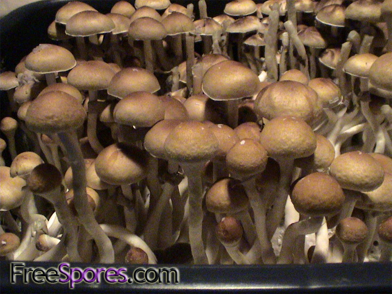 Psilocybe cubensis : PES Amazonian Spore Syringe