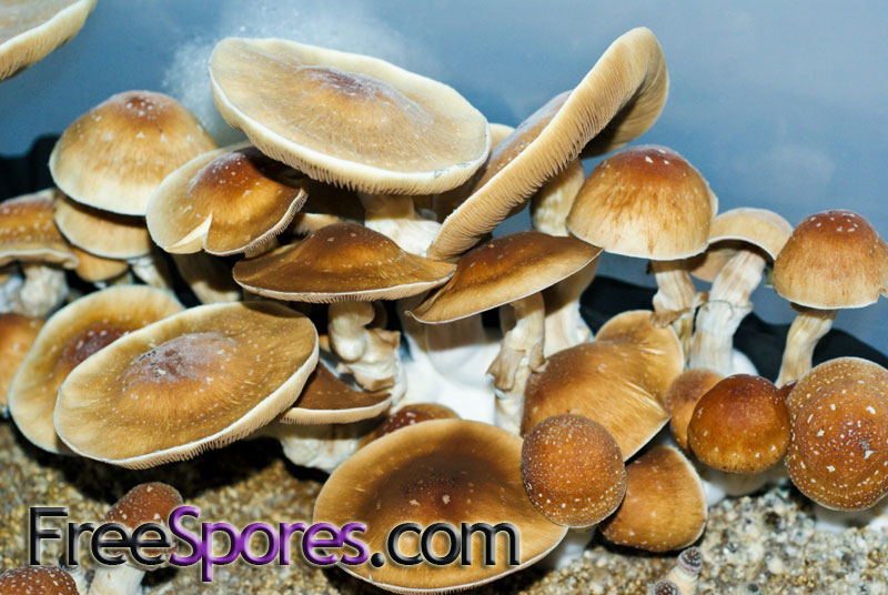 Psilocybe cubensis : PF Redspore Spore Syringe - Click Image to Close