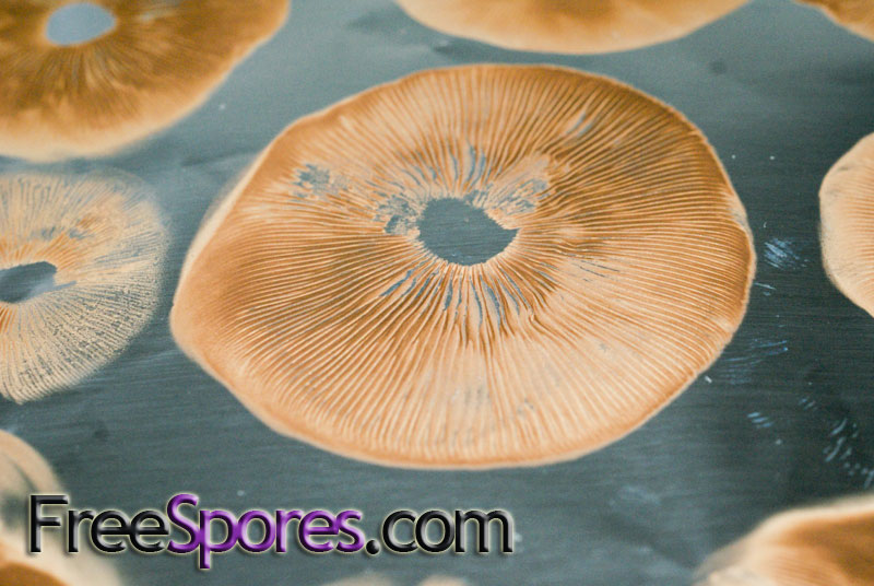 Psilocybe cubensis : PF Redspore Spore Syringe - Click Image to Close