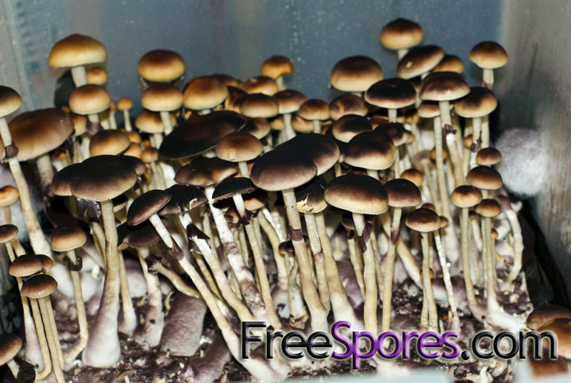 Psilocybe cubensis : Pink Buffalo Spore Syringe - Click Image to Close