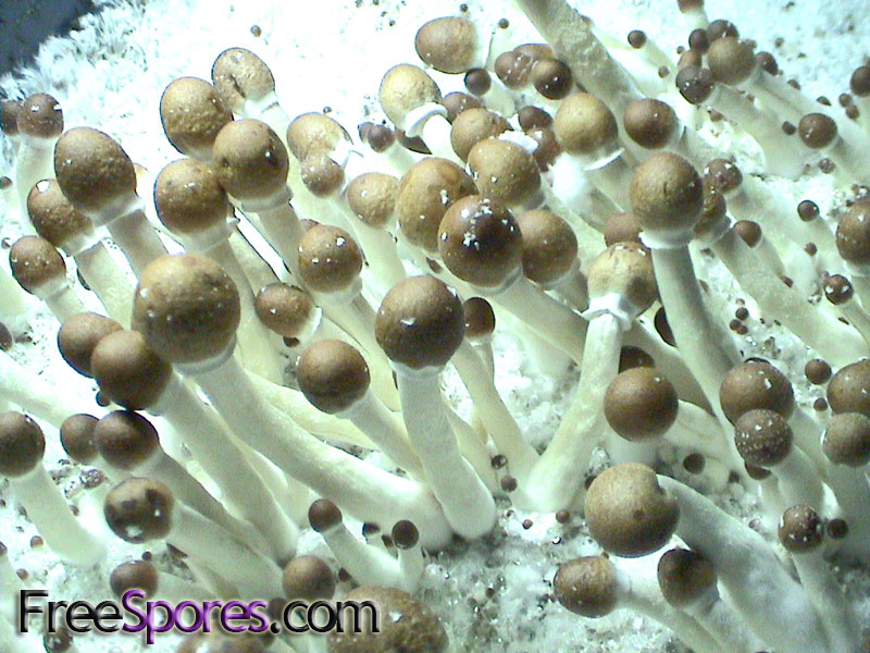 Psilocybe cubensis : A Strain