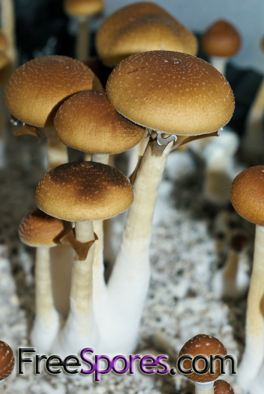 Psilocybe cubensis : Redboy Spore Syringe