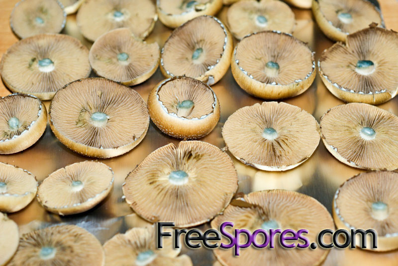 Psilocybe cubensis : Redboy Spore Syringe