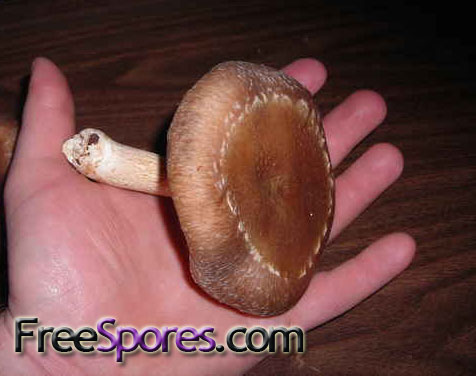 Lentinula edodes : Shiitake Mushroom Strain WVM-090 - Click Image to Close