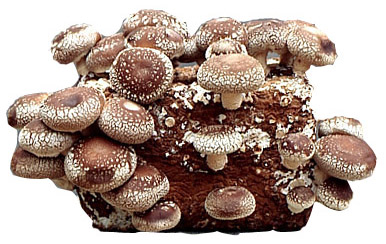 Lentinula edodes : Shiitake Mushroom Strain WVM-090 - Click Image to Close
