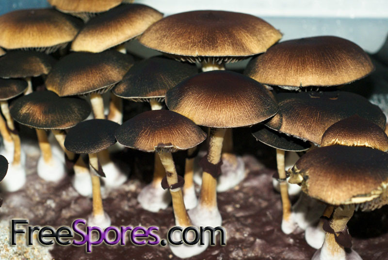 Psilocybe cubensis : SyZyGy Spore Syringe - Click Image to Close