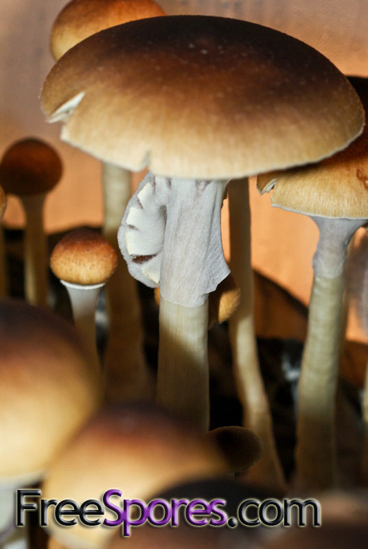 Psilocybe cubensis : Texas Spore Syringe