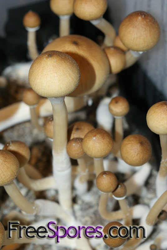 Psilocybe cubensis : Thailand Lipa Yai Spore Syringe - Click Image to Close