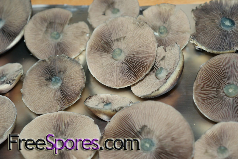 Psilocybe cubensis : Thailand Lipa Yai Spore Syringe