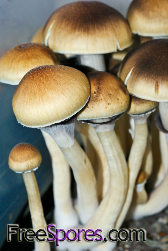 Psilocybe cubensis : Treasure Coast Spore Syringe - Click Image to Close