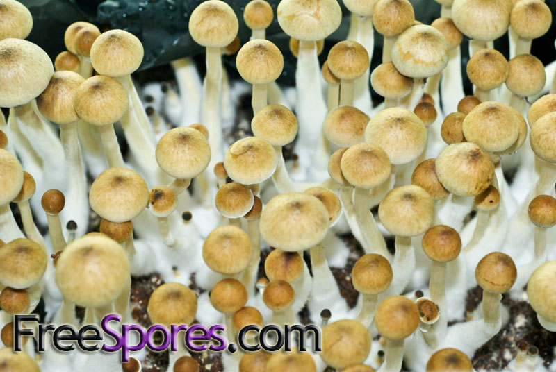 Psilocybe cubensis : Treasure Coast Spore Syringe - Click Image to Close