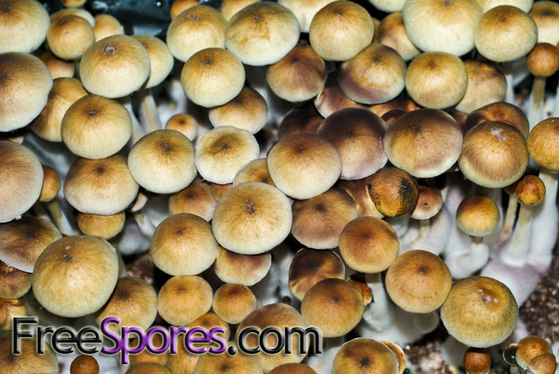 Psilocybe cubensis : Treasure Coast Spore Syringe - Click Image to Close