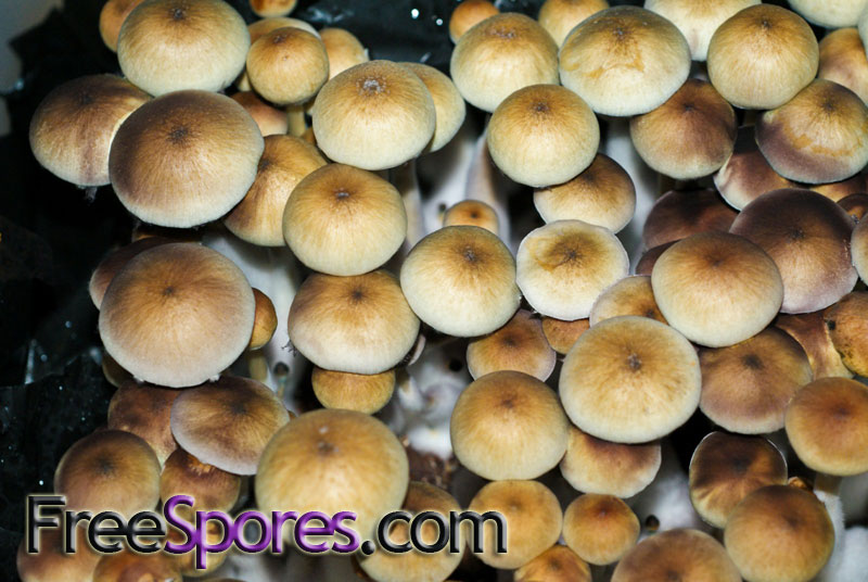 Psilocybe cubensis : Treasure Coast Spore Syringe - Click Image to Close