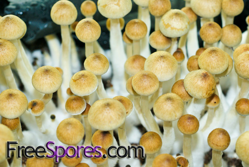 Psilocybe cubensis : Treasure Coast Spore Syringe