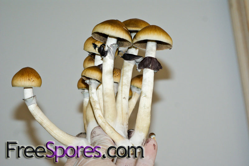 Psilocybe cubensis : Treasure Coast Spore Syringe - Click Image to Close