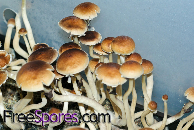 Psilocybe cubensis : Treasure Coast Spore Syringe - Click Image to Close