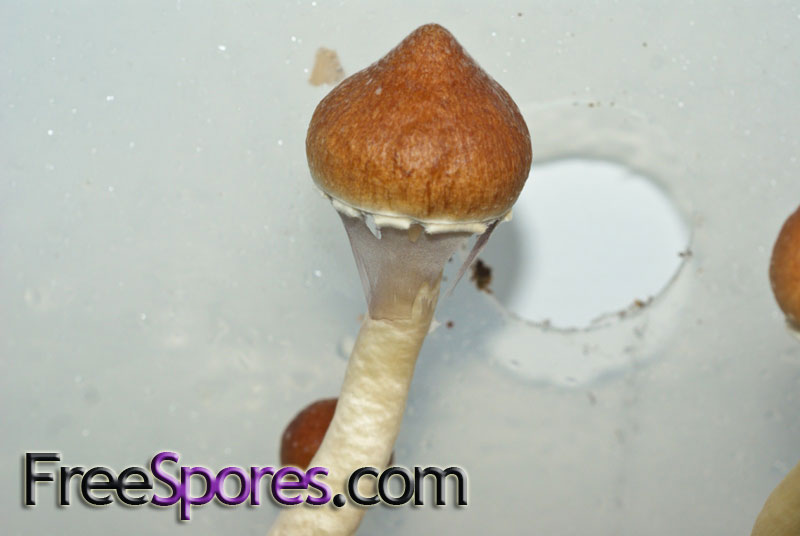 Psilocybe cubensis : Treasure Coast Spore Syringe - Click Image to Close