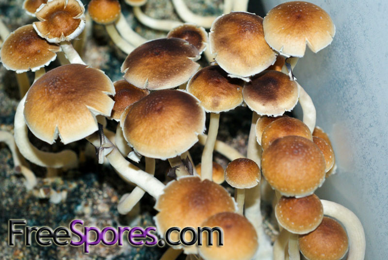 Psilocybe cubensis : Treasure Coast Spore Syringe - Click Image to Close