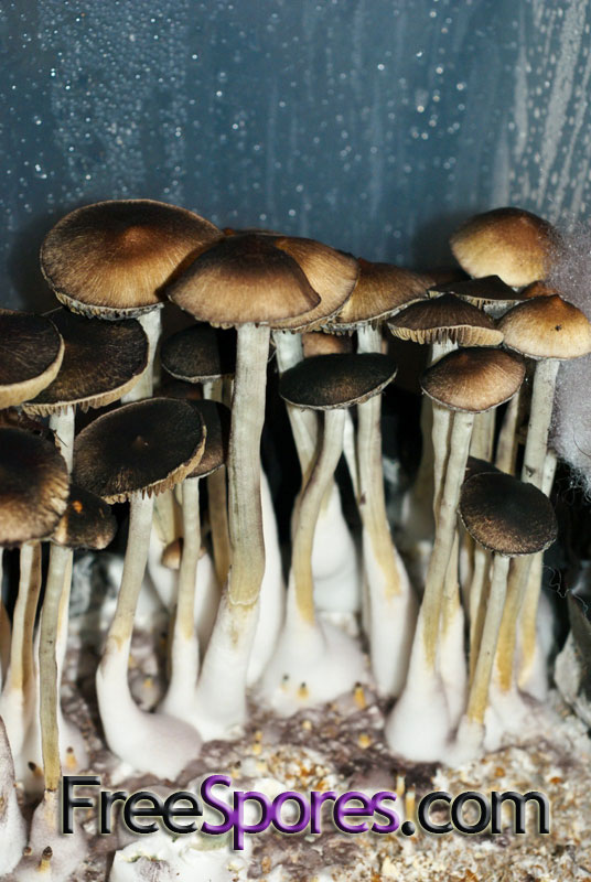 Psilocybe cubensis : Vietnam Spore Syringe