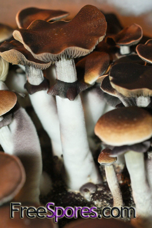 Psilocybe cubensis : Z-Strain Spore Syringe